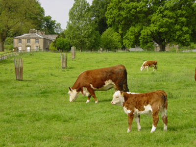 Herefords at Cappleside